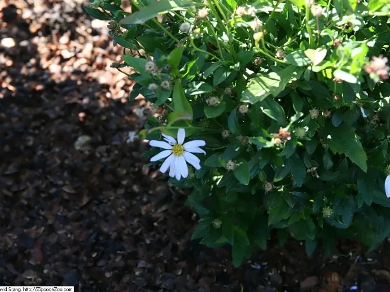 Japanese aster 'Blue Star' (Kalimeris incisa 'Blue Star') in flower