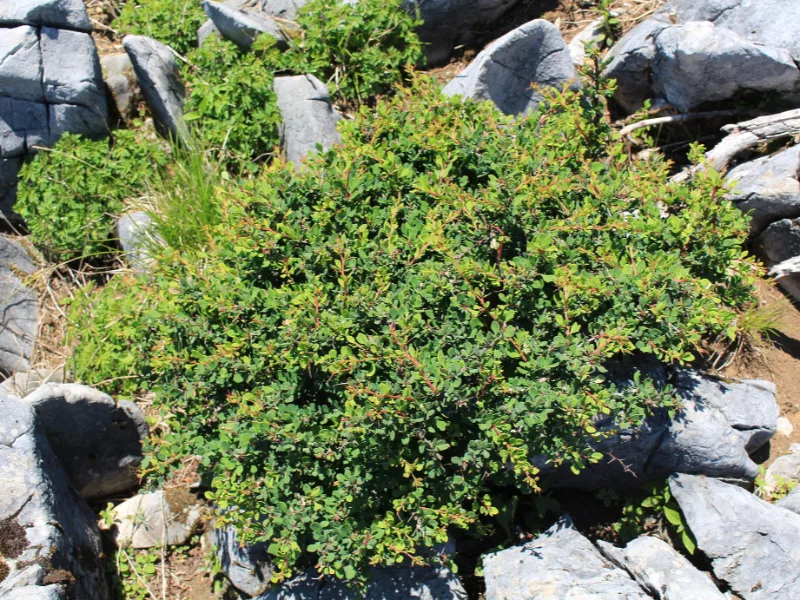 Japanese barberry (Berberis thunbergii)