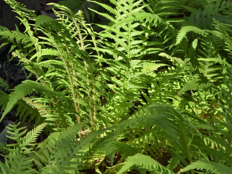 Japanese beech fern (Phegopteris decursive-pinnata)