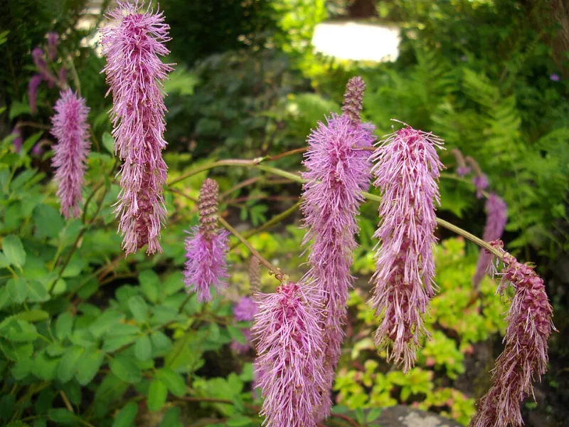 Japanese burnet (Sanguisorba obtusa) in flower