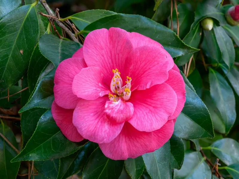 Japanese camellia (Camellia japonica) in flower