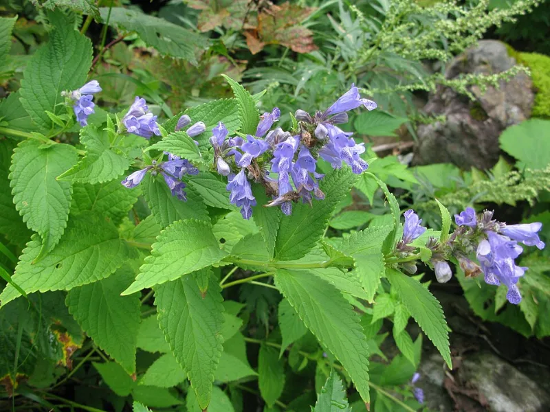 Japanese catmint (Nepeta subsessilis) in flower