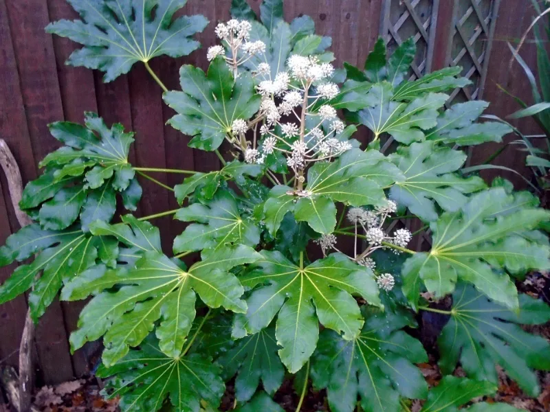 Japanese fatsia (Fatsia japonica) in flower
