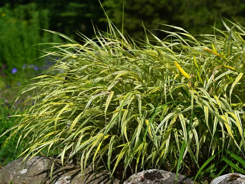 Japanese forest grass 'Aureola' (Hakonechloa macra 'Aureola')