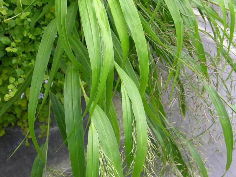 Japanese forest grass (Hakonechloa macra)