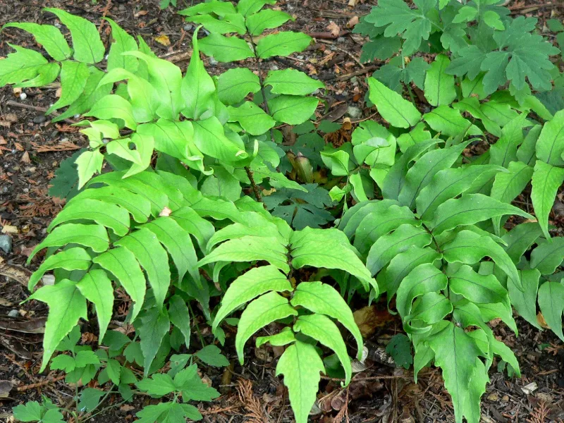 Japanese holly fern (Cyrtomium falcatum)