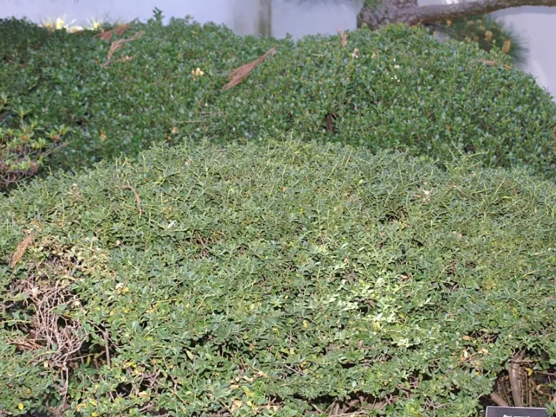 Japanese holly 'Helleri' (Ilex crenata 'Helleri')