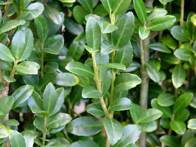Japanese holly 'Sky Pencil' (Ilex crenata 'Sky Pencil')