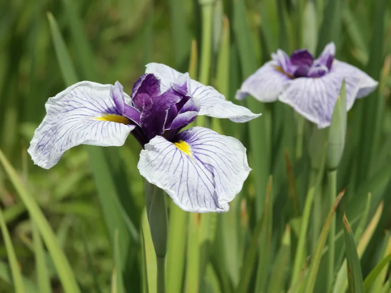 Japanese iris (Iris ensata) in flower