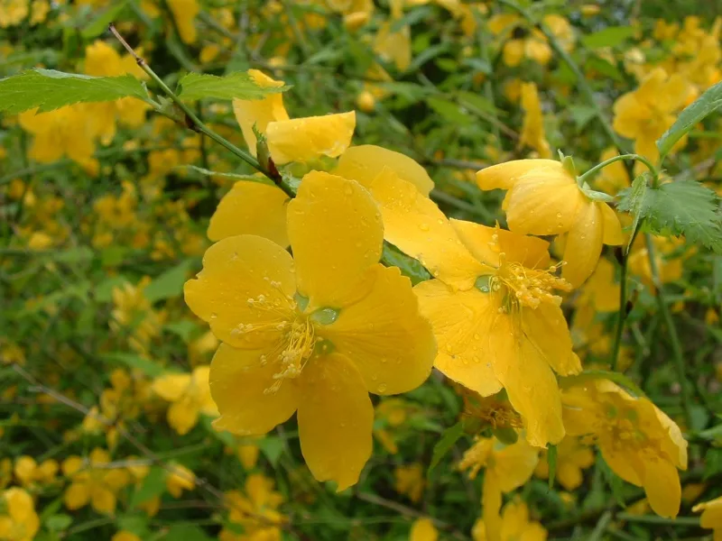 Japanese kerria (Kerria japonica) in flower