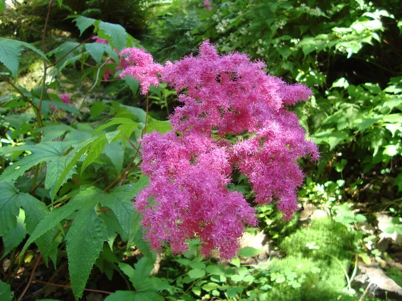 Japanese meadowsweet (Filipendula purpurea) in flower