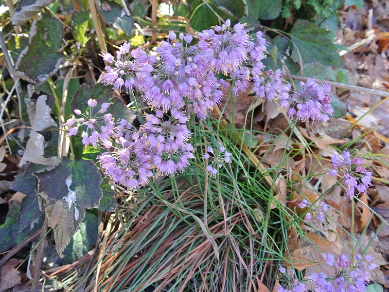 Japanese onion 'Ozawa' (Allium thunbergii 'Ozawa') in flower