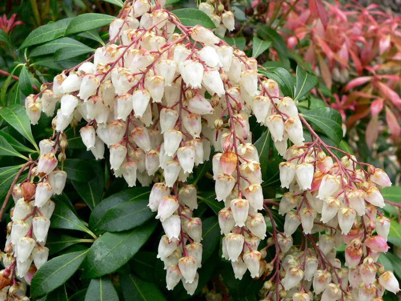 Japanese pieris (Pieris japonica) in flower