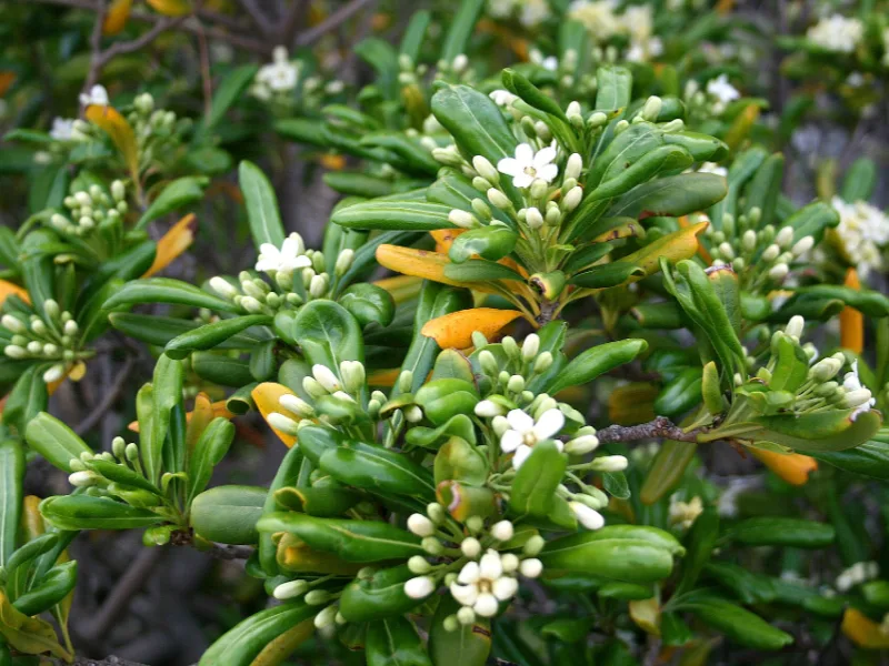Japanese pittosporum (Pittosporum tobira) in flower