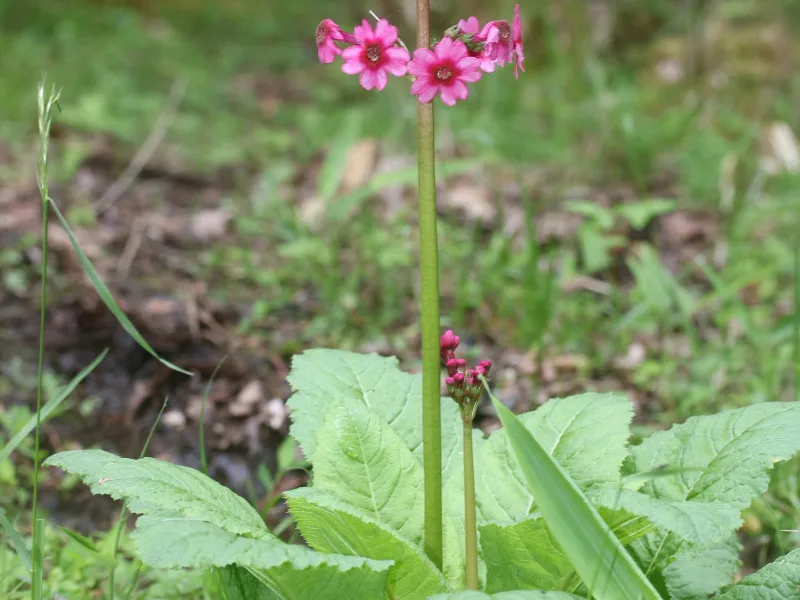 Japanese primrose (Primula japonica) in flower