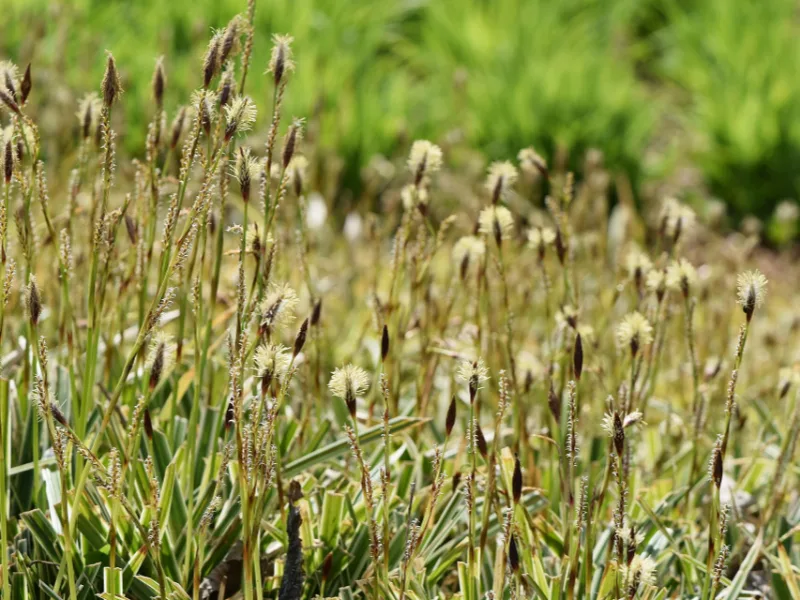 Japanese sedge 'Ice Dance' (Carex morrowii 'Ice Dance')