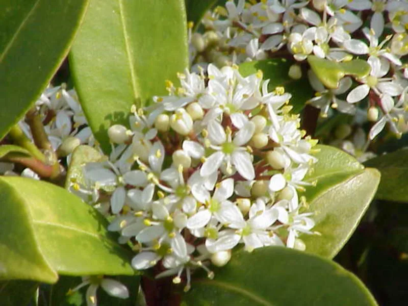 Japanese skimmia (Skimmia japonica) in flower