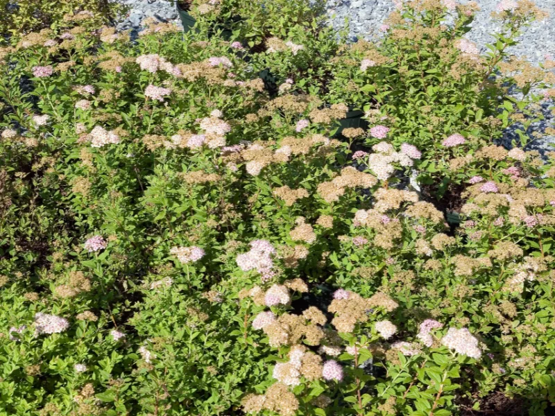 Japanese spirea 'Little Princess' (Spiraea japonica 'Little Princess') in flower