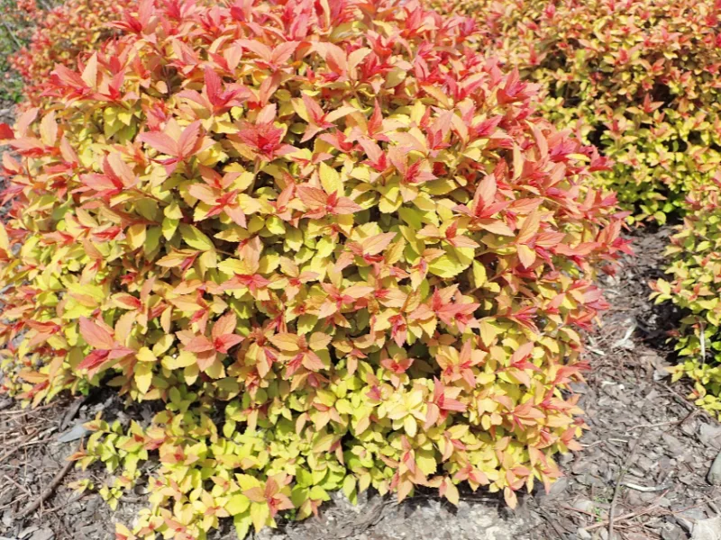 Japanese spirea 'Magic Carpet' (Spiraea japonica 'Magic Carpet') in flower