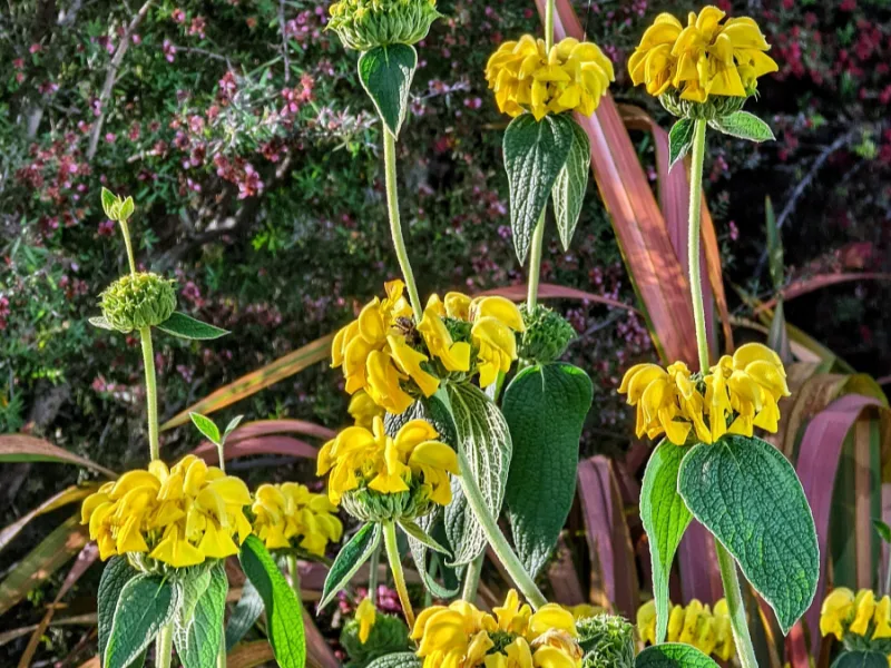 Jerusalem sage (Phlomis russeliana) in flower