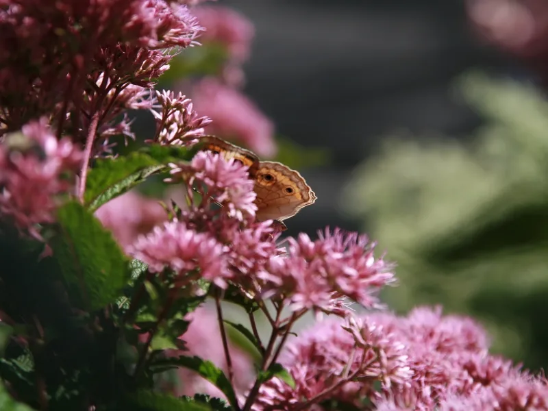 Joe Pye weed 'Little Joe' (Eutrochium dubium 'Little Joe') in flower