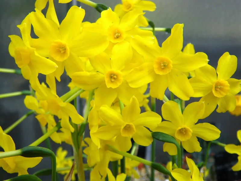 Jonquil (Narcissus jonquilla) in flower
