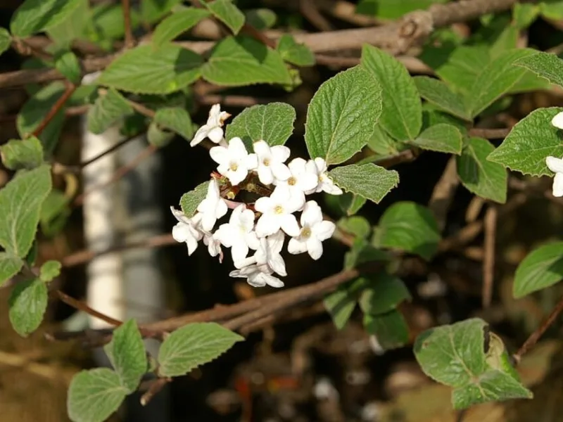 Judd viburnum (Viburnum x juddii) in flower