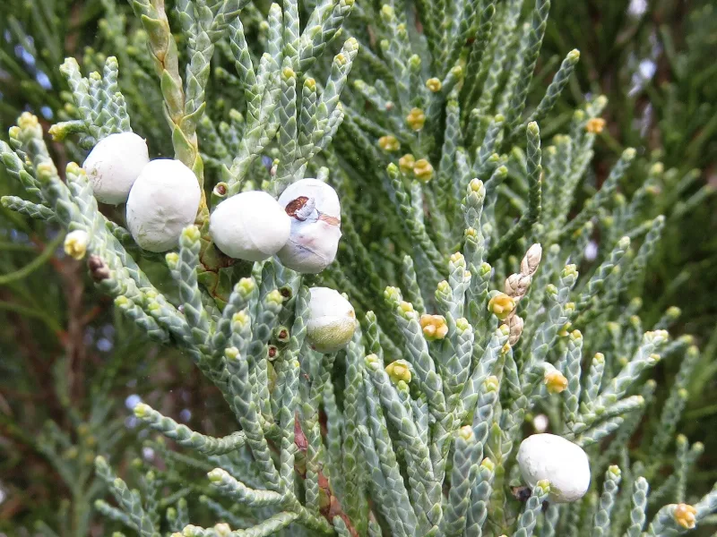 Juniper 'Blue Arrow' (Juniperus scopulorum 'Blue Arrow')