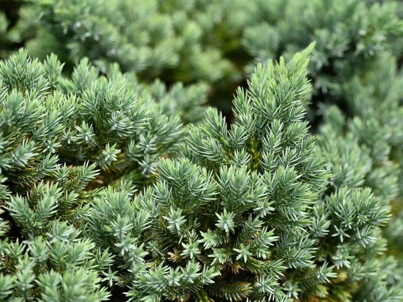 Juniper 'Blue Star' (Juniperus squamata 'Blue Star')