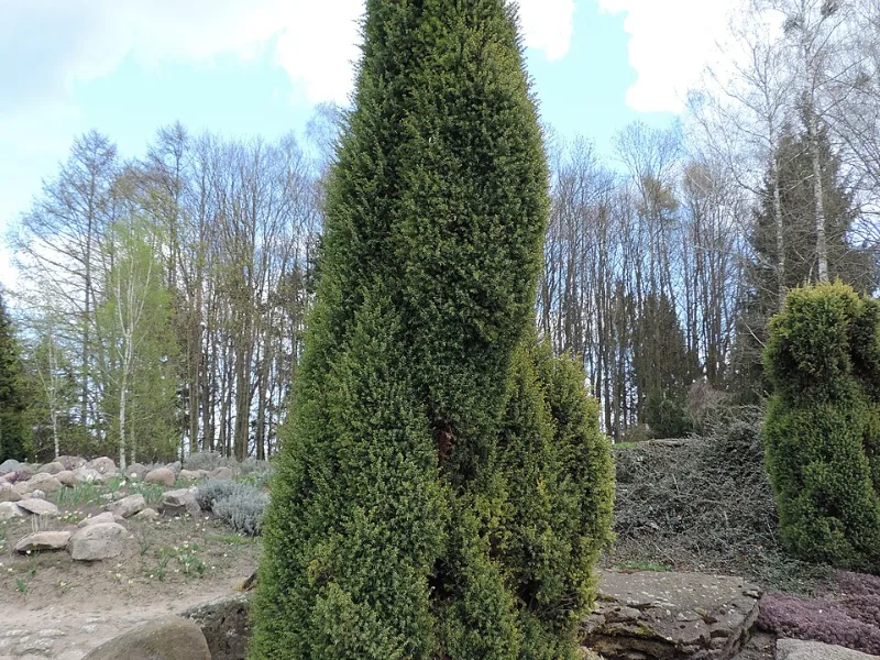 Juniper 'Gold Cone' (Juniperus communis 'Gold Cone')