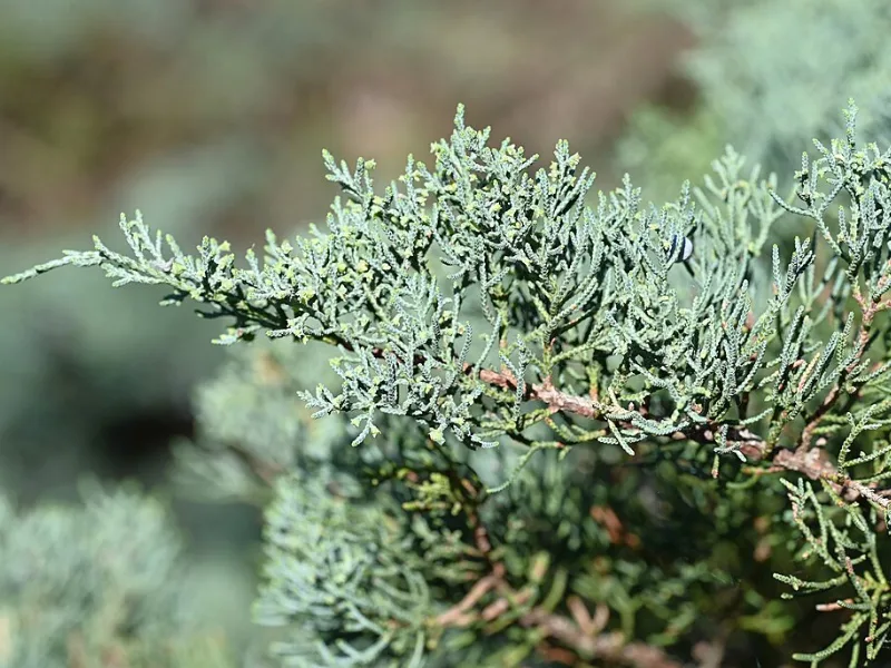 Juniper 'Grey Owl' (Juniperus virginiana 'Grey Owl')