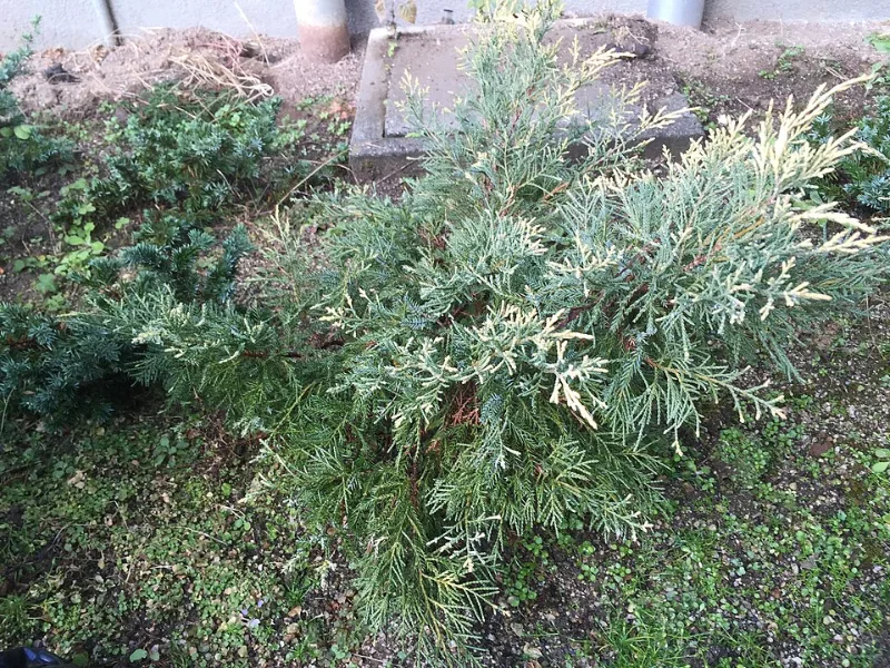 Juniper 'Old Gold' (Juniperus x pfitzeriana 'Old Gold')