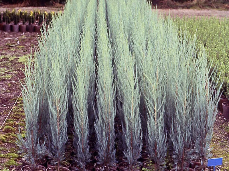 Juniper 'Skyrocket' (Juniperus scopulorum 'Skyrocket')