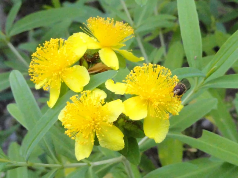 Kalm's St John's wort (Hypericum kalmianum) in flower