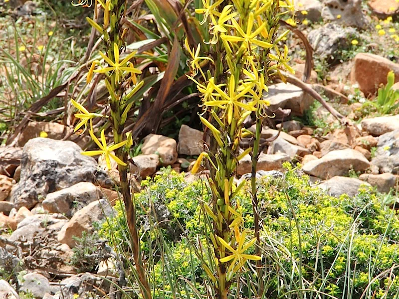King's spear (Asphodeline lutea) in flower