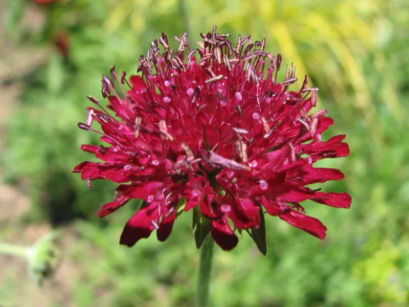 Knautia (Knautia macedonica) in flower