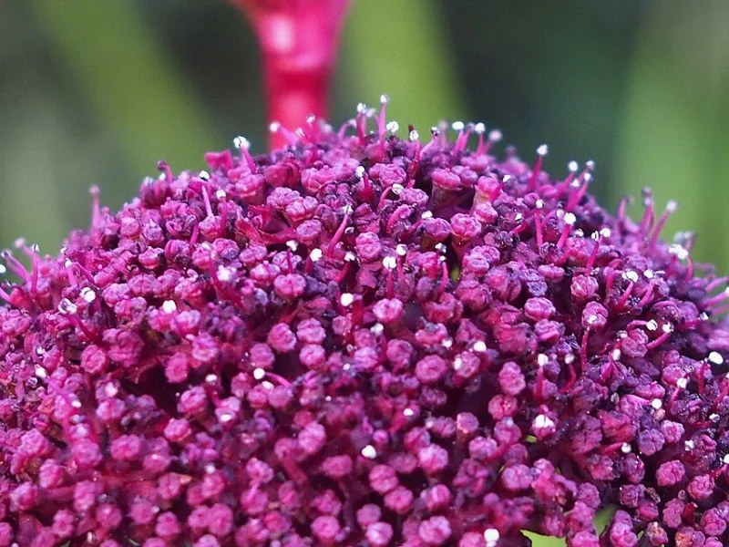 Korean angelica (Angelica gigas) in flower