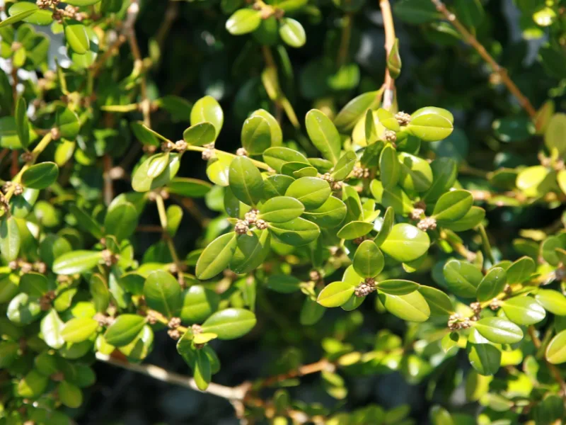 Korean boxwood 'Wintergreen' (Buxus sinica var. insularis 'Wintergreen')