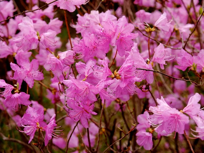 Korean rhododendron 'Cornell Pink' (Rhododendron mucronulatum 'Cornell Pink') in flower