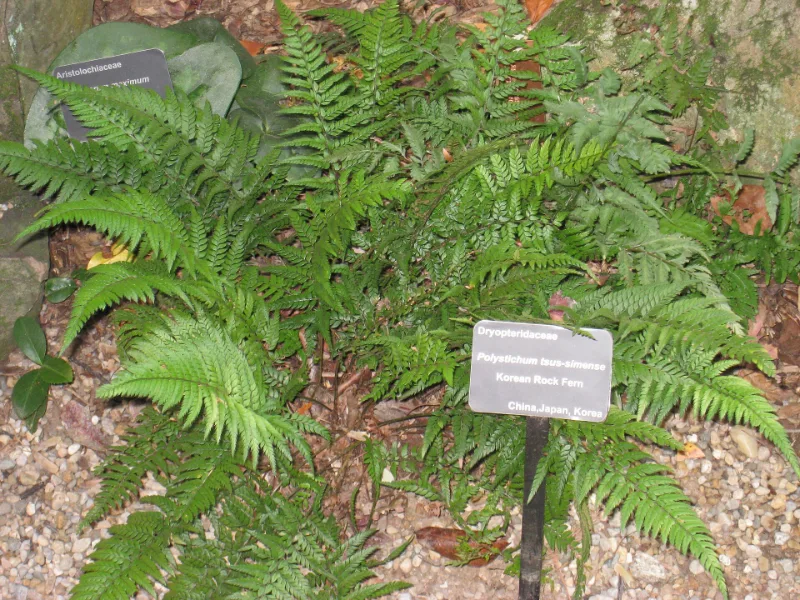 Korean rock fern (Polystichum tsus-simense)