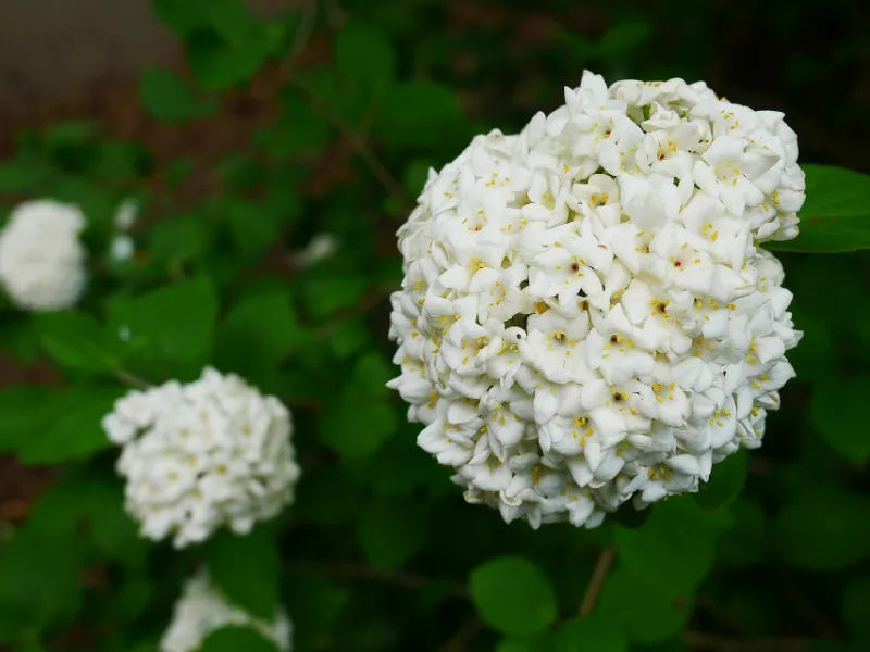 Koreanspice viburnum (Viburnum carlesii) in flower