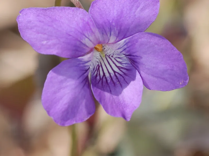 Labrador violet (Viola labradorica) in flower