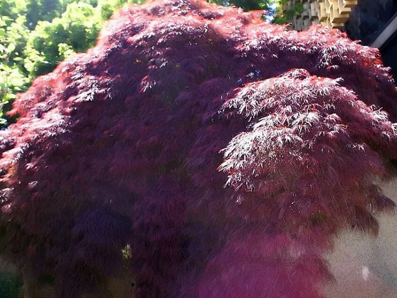 Laceleaf Japanese maple 'Crimson Queen' (Acer palmatum var. dissectum 'Crimson Queen')
