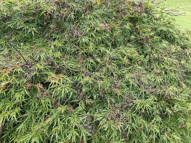 Laceleaf Japanese maple 'Viridis' (Acer palmatum var. dissectum 'Viridis')