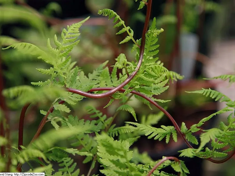Lady fern 'Lady in Red' (Athyrium filix-femina 'Lady in Red')