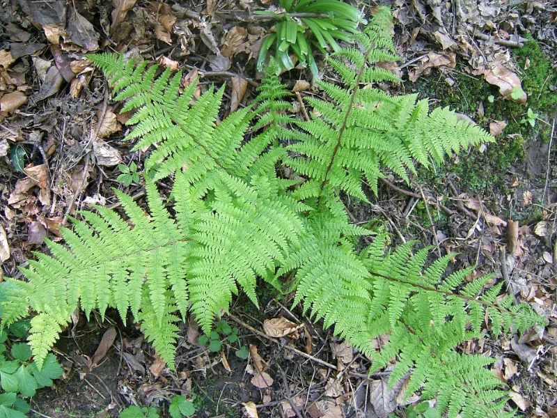 Lady fern (Athyrium filix-femina)
