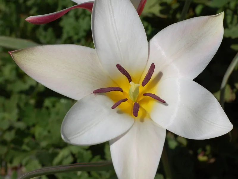 Lady tulip (Tulipa clusiana) in flower