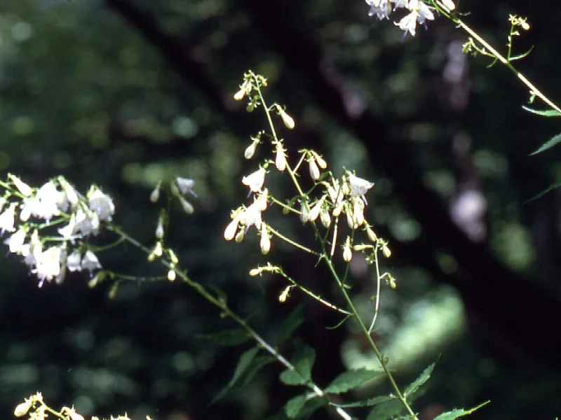 Ladybells (Adenophora liliifolia) in flower