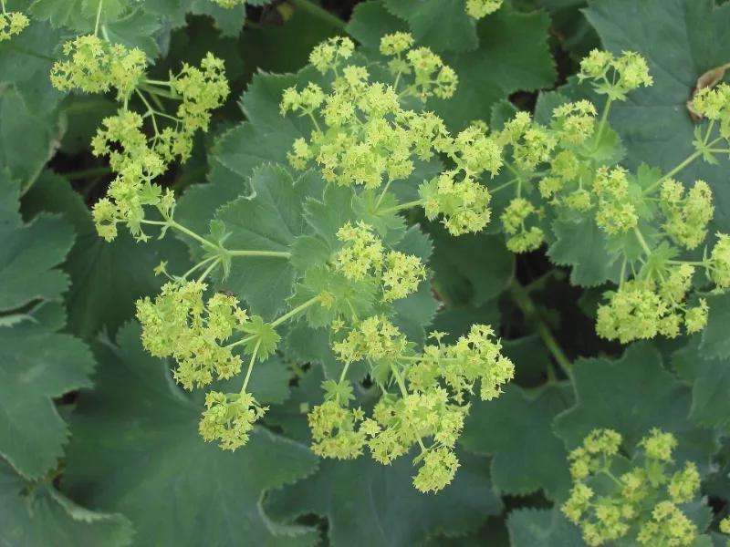 Lady's mantle (Alchemilla mollis) in flower
