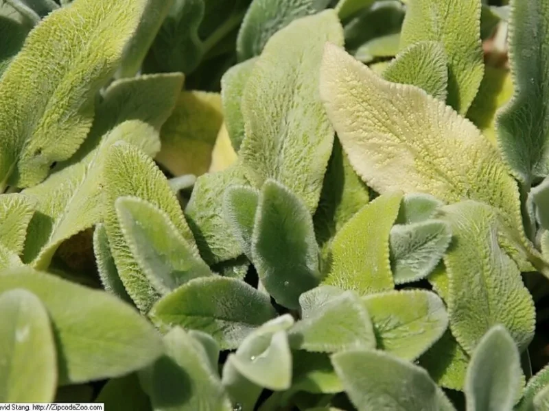 Lamb's ear 'Silver Carpet' (Stachys byzantina 'Silver Carpet')